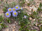 Purple and yellow mountain flower - Featherleaf Fleabane