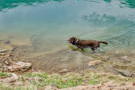 A dog playing in a lake