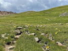 The trail continues up through a field of small mountain flowers, 3 people up on the ridge above