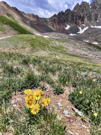 Alpine sunflowers (old man of the mountain) in the foreground with the trail climbing up the ridge to the pass behind them