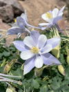 Colorado Blue Combine flowers