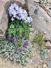 Colorado Blue Combines with a bed of Silky Phacelia flowers in front