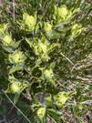 Yellowing flowers - Pale Indian Paintbrush