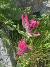 Red Alpine Paintbrush flowers