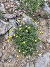 Little Alpine Avens flowers in a green bush