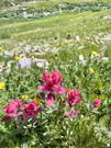 Red Alpine Paintbrush flowers