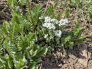 White Alpien Pennycress (Wild Candytuft) flowers