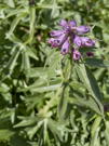 Purple Penstemon Whipplenus flowers