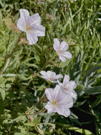 Translucent white with purple veined Geranium Himlayense (Derrick Cook) flowers