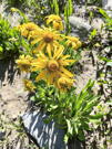 Orange Huymenosys Hoopesii (Oange Sneezeweed) flowers