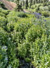 Clusters of different wildflowers in a boggy area along a stream