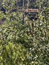 A trailhead sign covered by trees