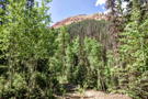 A trail through trees with a red rocky mountain ahead