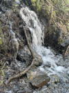 A small stream gurgling over rocks and roots