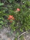 Red Indian Paintbrush flower