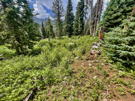 An open area in the forest with a few white bunches of flowers amidst the variety of plants