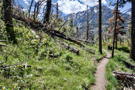 Rail winding through forest, downed logs on one side and a peak in the distance