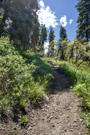Trail going up through a meadow with trees ahead