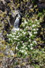A white flowering push shading a small waterfall into a pool