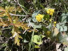 Yellow Oregon Grape shrub flowers