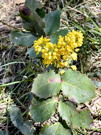 Yellow Oregon Grape shrub flowers
