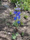Deep blue Nuttail’s Larkspur