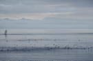 Seabirds clustering near breaching humpback whale
