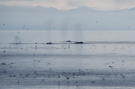 Seabirds clustering around multiple breaching humpback whales