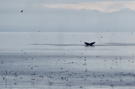 Seabirds clustering near humpback whale tail fluke