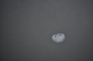 Moon jelly floating in Tracy Arm