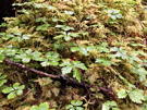 Green leaves mixed with fern like plants mat the ground