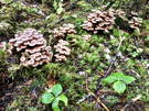 The mushroom clusters are everywhere