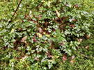 More intense green ground cover