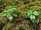 Dark spots show damage to ground cover leaves