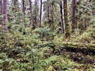 A small break in the taller trees allows a dense mixture of younger trees and other ground vegetation