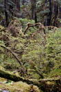 Reddish moss coats twisted fallen trees and roots, creating a strange sculpture