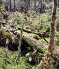 Moss and other plants coat the fallen logs and even the live upright trees
