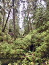 Green is everywhere in the thick undergrowth  and tall trees