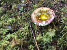 Brightly covered mushroom makes a great water cup - don’t touch!