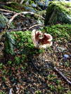 A unique looking mushroom with split sides and dark center