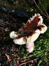 A unique looking mushroom with split sides and dark center