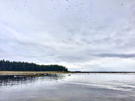 Flock of seabirds near the shoreline and in the air