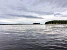 Flock of seabirds settling back down in the waters near Robert Island