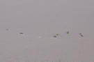 Kayaks near the Lamplugh Glacier