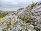 Low scrubby plants on the rugged ground and mountains around Glacier Bay