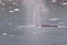 Humpback Whale breaching in Johns Hopkins Inlet