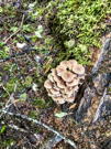 Our bushwhack went through very wet country - wonderful mushrooms