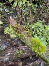 Green and yellow fungus share a log with bright white fern like plants