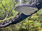 Bottom of colourful plate like fungus is white