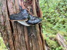 Another fungus on the side of a tree, black on top with orange rim